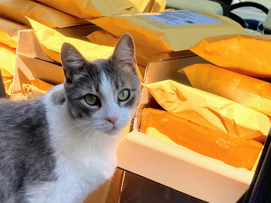 Cat with Blue Wave Shipments