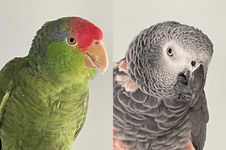 On Parrots and Postcarding: My Contribution to Democracy {Guest Post}